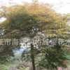 优质造型羽毛枫、工程、庭院、别墅绿化苗木