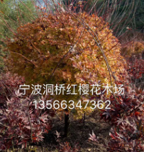 供应工程苗木，园林植物 格挡规格精品【槭枫】