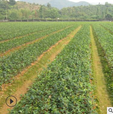 直销一年生高产优质嫁接赣无2号油茶小树苗 油茶裸苗 油茶苗基地