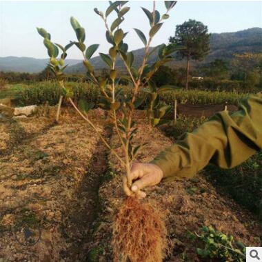 专业定制长林4号两年生优质高产油茶苗 油茶籽 油茶栽培