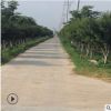 优质绿化行道树8-20公分鸡爪槭树 绿化苗木鸡爪槭小苗 现货充足