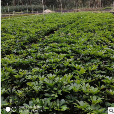 鸭脚木苗 观叶绿植鹅掌柴 招财树 办公室内客厅花卉盆栽