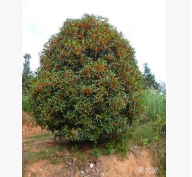 常年大量低价批发20公分桂花树