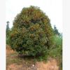 常年大量低价批发20公分桂花树