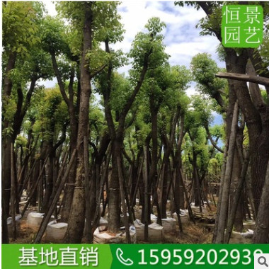 香樟多杆骨架绿化可接工程苗 移植小苗香樟供应 香樟规格齐