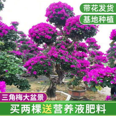 多色三角梅盆栽 园艺常绿性紫色勒杜鹃 红花三角梅大盆景植物批发