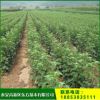 基地常年出售红色之爱红肉苹果树苗 枝干粗壮 连续结果能力强