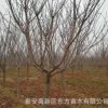 苗圃直销各种规格樱花苗 园林绿化用优质樱花苗