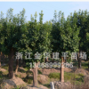 优质乔木 香泡树 柚子树 15-30公分