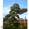 罗汉松斜干式造型飘枝名贵苗木日本进口直销别墅盆景桩景观树