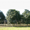 大量供应优质杜英树苗 绿化乔木全冠杜英 多种规格