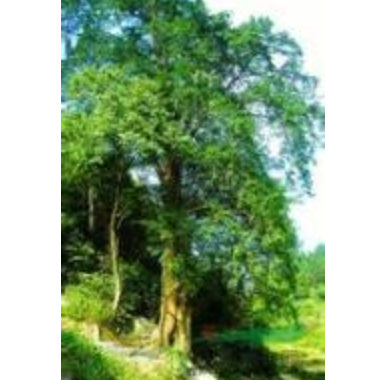 辽宁日本紫衫-日本紫衫形态