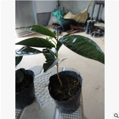 盆栽四季海棠茶花小苗 优质品种茶花 四季海棠茶花