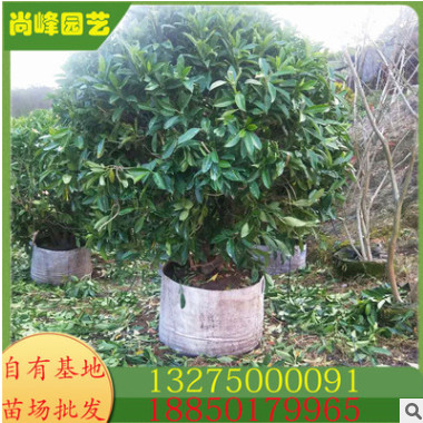 福建灰莉球 非洲茉莉小苗 银边茉莉球 基地批发 规格齐全大量供应