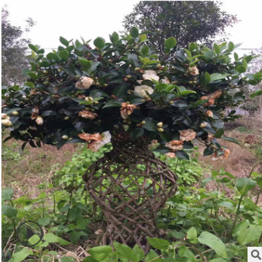 茶梅 茶梅花瓶 红花四季桂花瓶 茶花花瓶 丹桂花瓶等 长年售丹桂