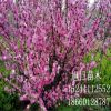 泰安樱花树基地大量出售1-15公分樱花树 日本晚樱