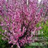泰安樱花树基地大量出售1-15公分樱花树 日本晚樱