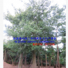 漳州美人树袋苗假植苗福建胸径40-80公分美丽异木棉全冠精品特选