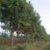 泰安苗木基地出售各种绿化树 1-15公分白蜡树 白蜡树苗
