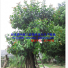 出售福建印度橡胶榕 漳州移植橡皮树胸径20-50公分 景观树