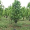 泰安观赏桃树基地出售1-15公分碧桃 批发品种齐全碧桃