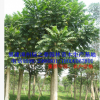 漳州火焰木袋苗假植苗 福建基地胸径15-20公分火焰树 全冠精品