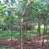 四川重庆湖南胸径8-10公分高山榕 福建漳州便宜清场出售