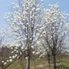 白玉兰