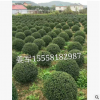龟甲冬青球 各种规格 基地直销 大量销售 龟甲冬青盆栽