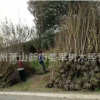 果石榴 花石榴 基地直销 各种规格 品种齐全 量大优惠
