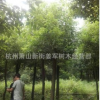 香樟 基地直销 行道树 各种规格 品种齐全 量大优惠
