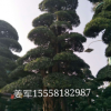 园林绿化 市政园林 罗汉松 各种造型树 批发零售