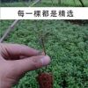 杜鹃花 西洋杜鹃 室内花卉 室内盆景 杜鹃花苗 带花苞 四季开花