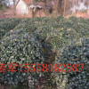 无刺构骨球/有刺枸骨球 各种规格 基地直销 品种齐全