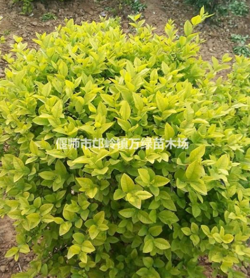金叶女贞球 红叶小檗球 大叶黄杨球等各种球类苗木
