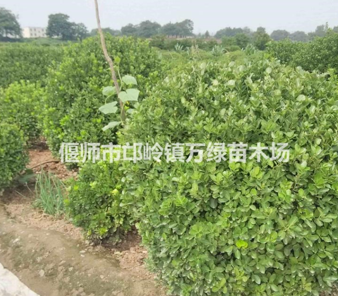 低价出售金边黄杨、瓜子黄杨、大叶黄杨、银边黄杨、雀舌黄杨