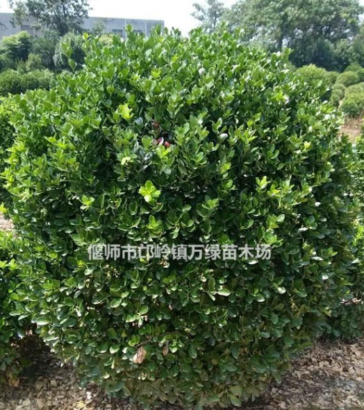 低价直销/大叶黄杨毛球/大球/色块，无病害，土球好