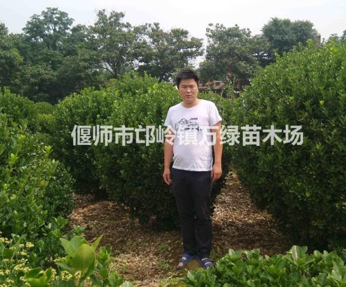 专供北京大叶黄杨球质量有保证树形漂亮