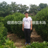 专供北京大叶黄杨球质量有保证树形漂亮