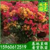 园艺直销，多色三角梅批发，三角梅桩头福建基地直销