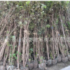 紫荆 各种规格 腊梅 红花紫荆 基地直销 品种齐全 量大优惠