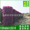 柱型三角梅价格，四季开花花卉，三角梅柱