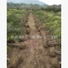 红叶石楠篱笆苗 行道树园林绿化工程苗木 基地直销批发批价格