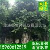 小叶榕价格,细叶榕树价格,25公分小叶榕价格,5.5米高小叶榕树销售