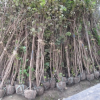 紫荆 丛生紫荆 基地直销 各种规格 品种齐全 量大优惠