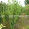 木槿 独杆木槿 各种规格 基地直销 品种齐全 量大优惠