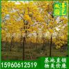 黄花风铃木 风铃木批发 福建基地直销 大量批发