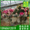 园艺直销，多花色三角梅 基地直销盆景三角梅花 三种类齐全