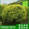 黄金宝树球价格，福建黄金宝树球   千层金，黄金香柳