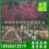 福建山樱花价格 自产自销 自家基地规格齐全